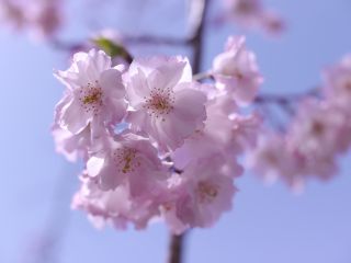 Bild "Kosmetik:rosa_Buete_2014.jpg"